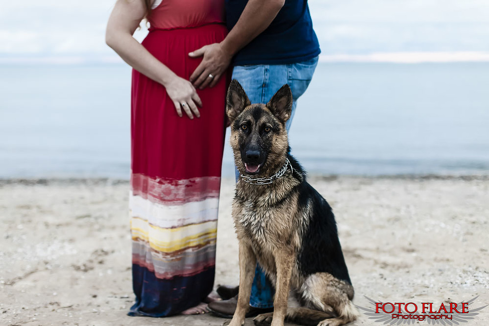 Maternity photos with dog