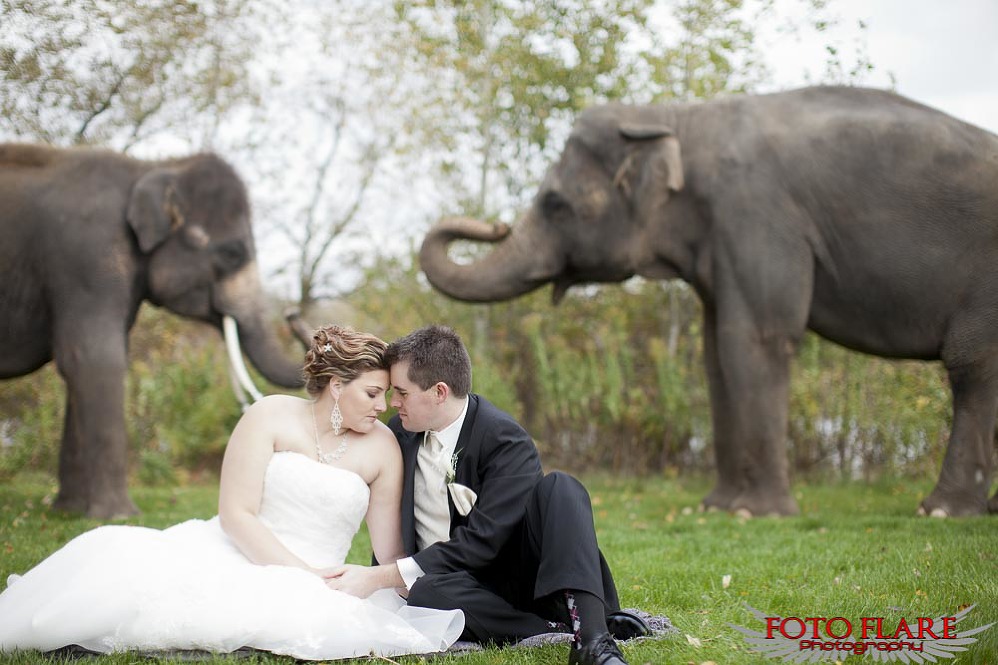 Wedding photos with elephants 