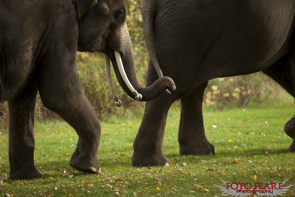 Walking elephants