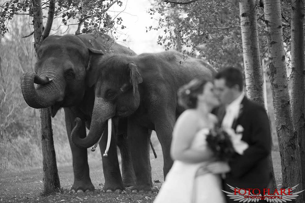 Wedding at African Lion Safari