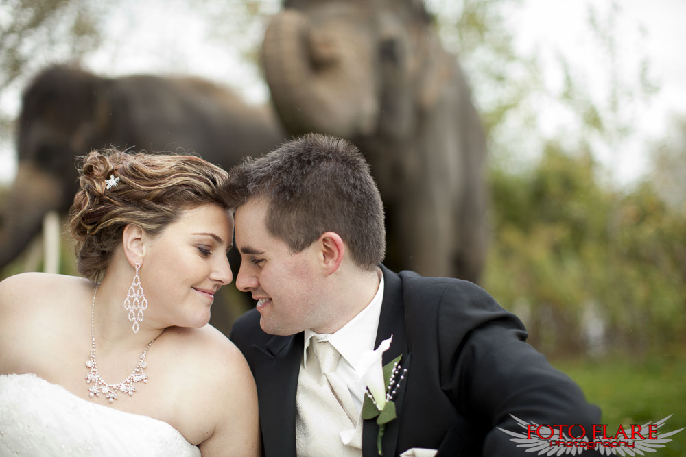 Wedding photographs with elephants